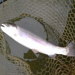 大安トラウトレイク 釣果